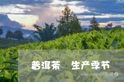 普洱茶 生产季节/2023041029384